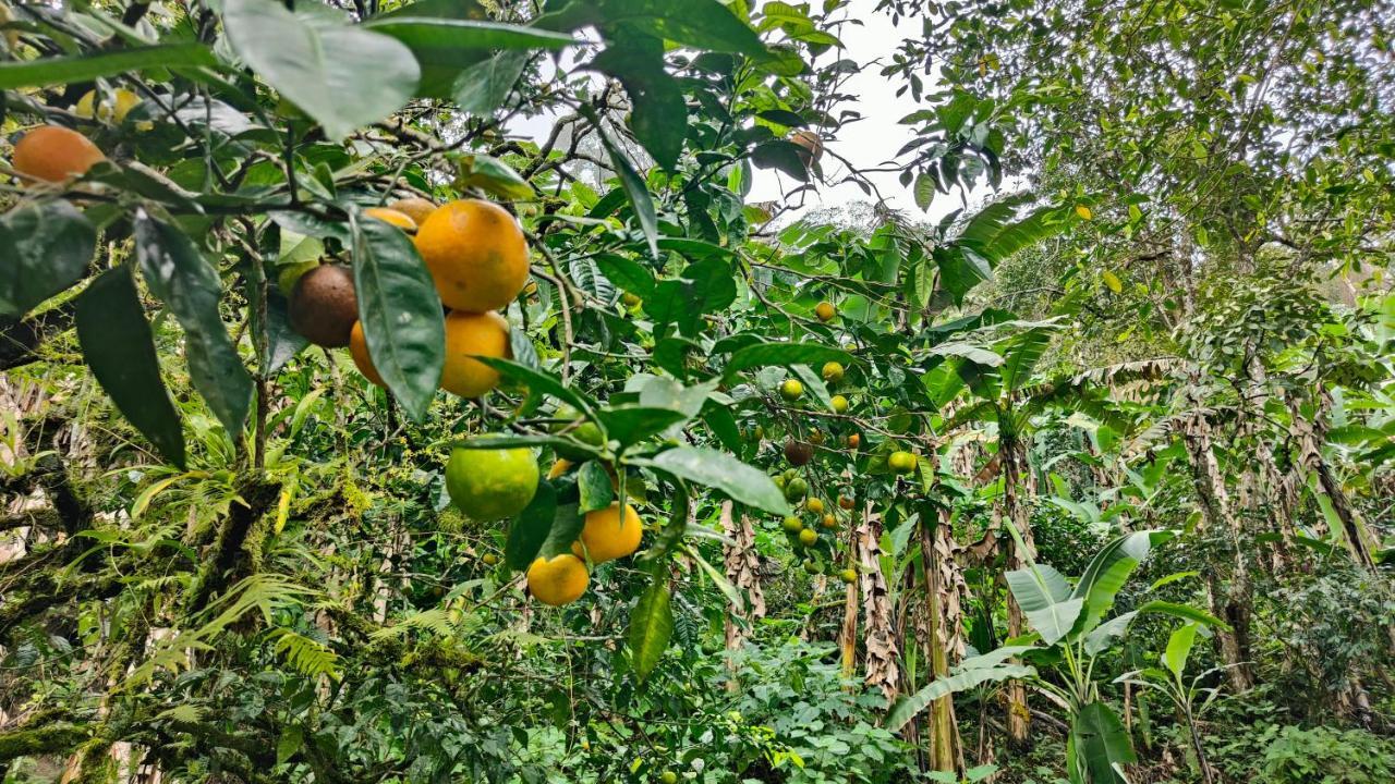 Minca Sintropia - Sustainable Lodge & Organic Coffee Finca ภายนอก รูปภาพ