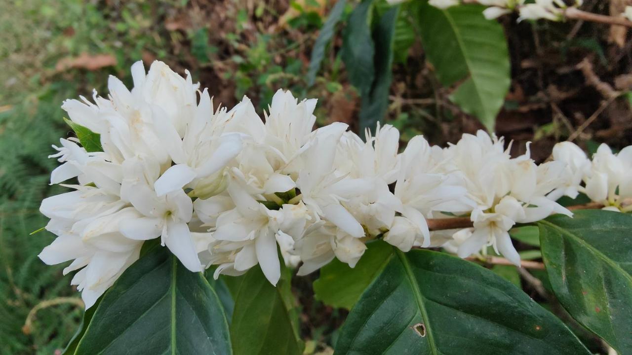 Minca Sintropia - Sustainable Lodge & Organic Coffee Finca ภายนอก รูปภาพ